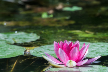 Purple water lily flower in a pond in China