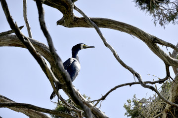 cormorants birds on the trees on island golem grad, lake prespa, macedonia