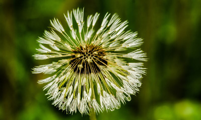 dandelion