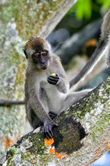 Long-tailed Macaque in the wild