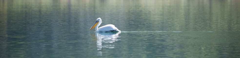 Fototapeta na wymiar white pelicanon a lake prespa in macedonia