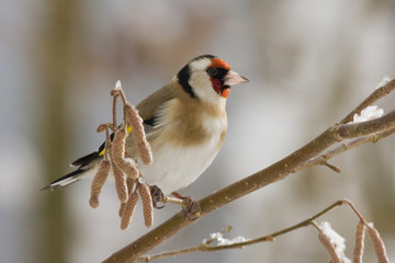 Vogelwarte