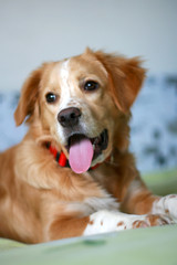 Redhead puppy with sticking out tongue in a red collar on the bed