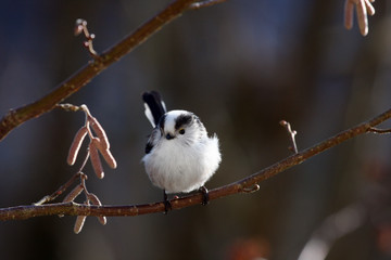 Schwanzmeise hält Ausschau auf Ast