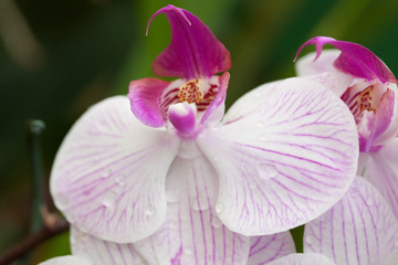 Obraz premium Orchidée rose