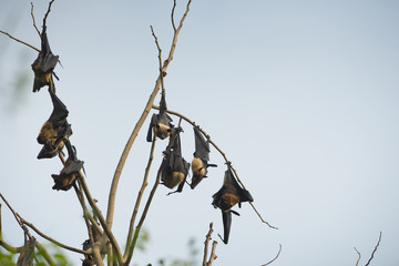 The bats are hanging head on a branch.