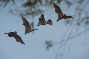 flying bats on sky