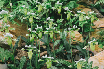 Streaked orchid flowers vintage tone