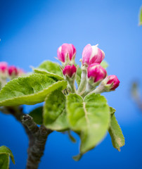 picture of a pink apple blossoms in april