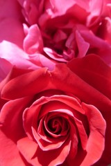 rote Rose Nahaufnahme