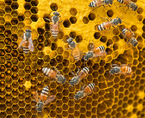 bee hive isolated