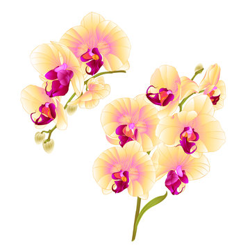 Branches orchids yellow flowers  tropical plant Phalaenopsis  on a white background