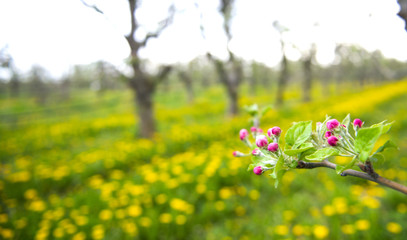 picture of a pink apple blossoms in april