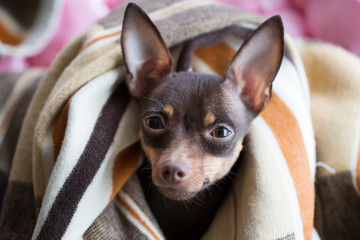 Dog under a plaid. Pet warms under a blanket