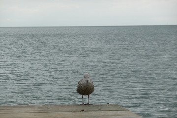 Möwe auf Steg am Meer