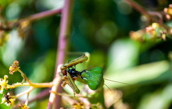 eat and praymantis