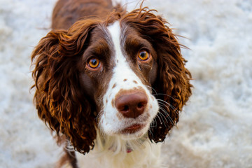 Springer spaniel dog looking inquisitively at the camera with golden brown eyes  and a freckled snout