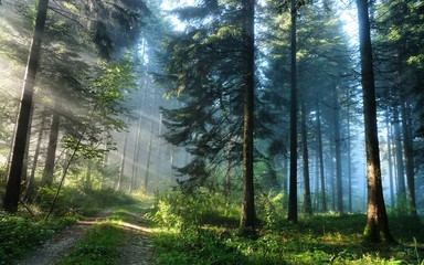 Der Weg durch den Wald