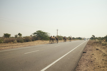Kamele auf Straße