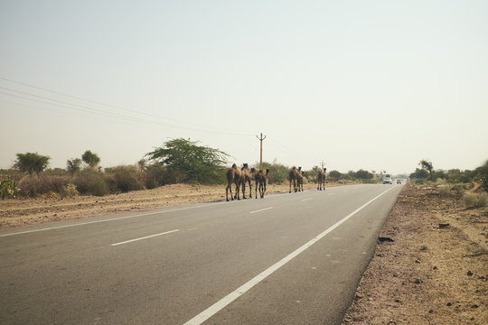 Kamele auf Stra&szlig;e