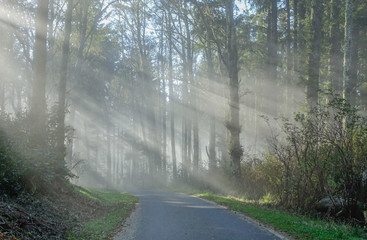 Astoria, Oregon, USA -October 15, 2015: Rays of light among the mist of the forest at sunrise. In the vicinity of the city of Astoria, Oregon