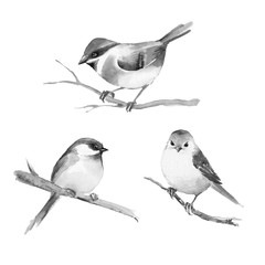Birds, isolated on white. Black and white watercolor illustration
