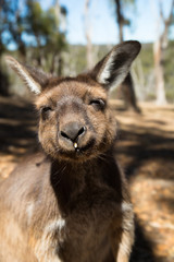 Close up of an happy kangaroo face