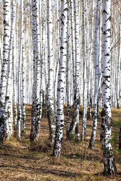 Fototapeta Spring in the birch forest
