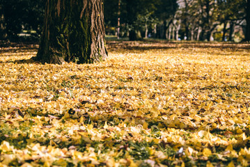 autumn ginkgo tree tunnels in Showa Memorial park