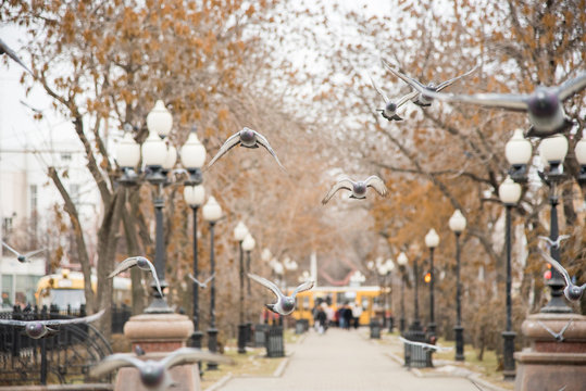 A group of city pigeons are flying along the alley in the park with lanterns during the day