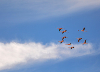 Flamingos flying in Atacama desert