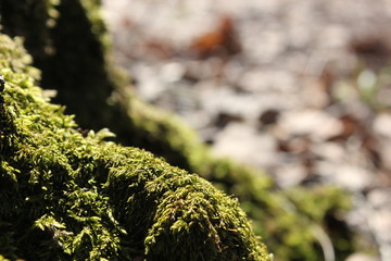 moss