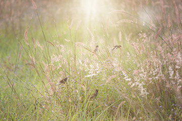 Bird playing on top of the grass with flowers on the meadow. with Sunlight splash on top.