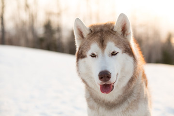 Close-up portrait of serious dog breed siberian Husky sitting on the snow in winter forest at golden sunset. Image of gorgeous beige and white Husky male looks like a wolf