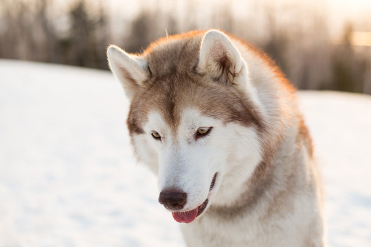 Close-up portrait of lovely dog breed siberian Husky sitting on the snow in winter at golden sunset. Image of beige and white Husky topdog looks like a wolf on forest background