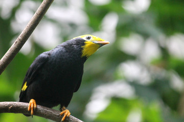 Golden Crested Mynah