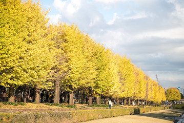 autumn ginkgo tree tunnels in Showa Memorial park