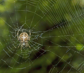 Kreuzspinne in ihrem Spinnennetz