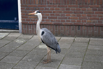 heron walks against the backdrop of the brick wall of a house in Amsterdam