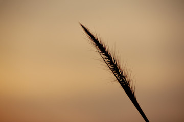 Grass flower with golden blur nature for background.