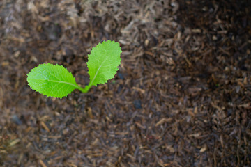 A small green plant with two leaves is growing out of dark brown soil.