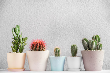 Beautiful cactuses in pots on table against color background