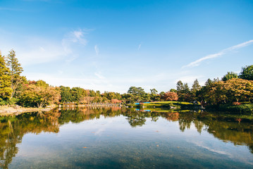 Fototapeta premium autumn Maple leaf in Showa Memorial park