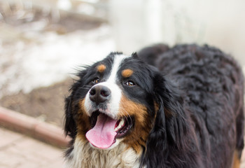 Bernese mountain dog, Swiss shepherd happy standing on the street