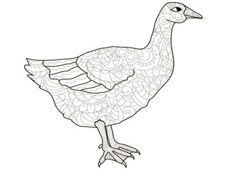 Adult antistress coloring bird, duck, goose pattern, astrakhan. Illustration of black lines doodle, white background