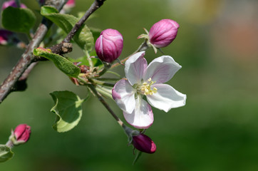Apfelbluete, Apfelbaum