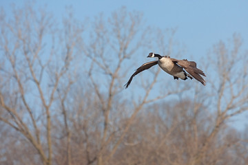 A canada goose glides across the sky