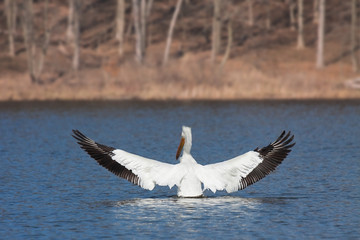 Angelic pelican spreads its wings