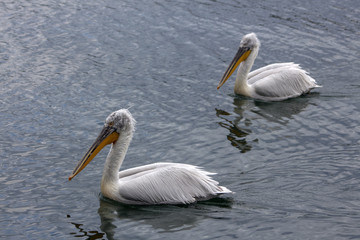 Two pelicans in the Orestiada Lake of Kastoria, Greece.