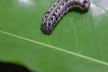 close up of common cutworm on leaves